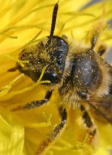 Réf. 357 056 : Andrena hesperia